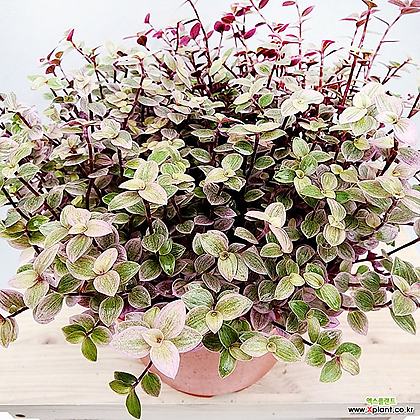 Philodendron Gabby Air purification - Xplant