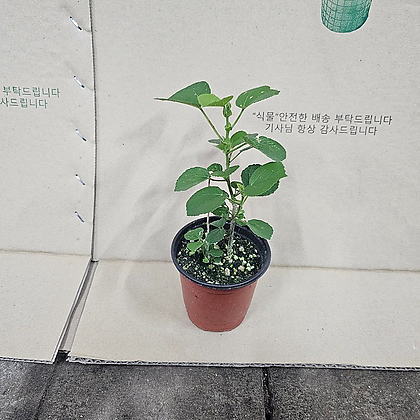 플랜츠영 공기정화식물 야생화 하마보우 소품 노지월동 15-25cm 45