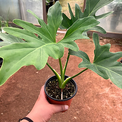 Philodendron Selloum Air purification - Xplant