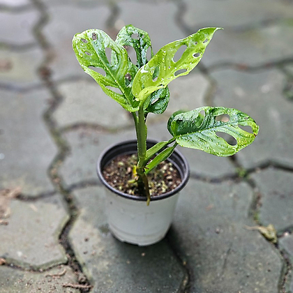 식물공장 아단소니 오블리쿠아 소품 반려식물 공기정화식물 10-25cm 99
