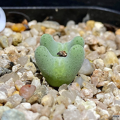 コノフィツム ビロブム EA272 Yahoo!オークション - コノフィツム ビロバム EA272 (Conophytum