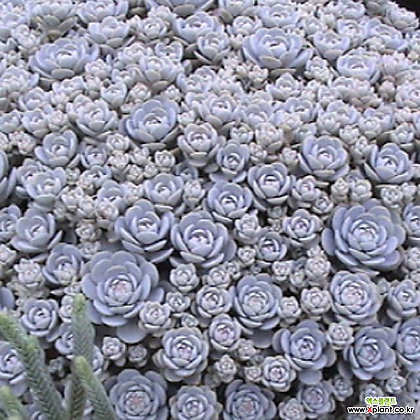 연화바위솔 10cm화분묘 (묘종2개묶음) 노지월동다년초 다육식물 [꽃심/꽃삼매]
