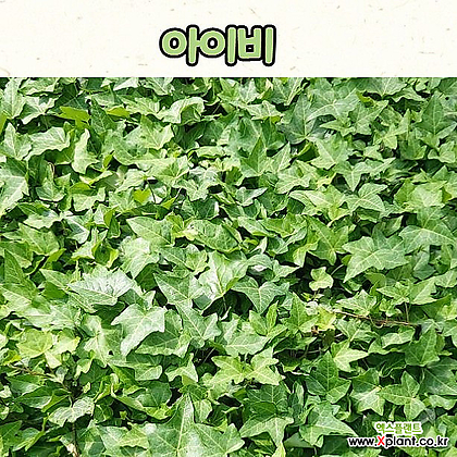 아이비(3치 포트) 송악 실내 공기정화식물 넝굴식물 수경재배 노지월동
