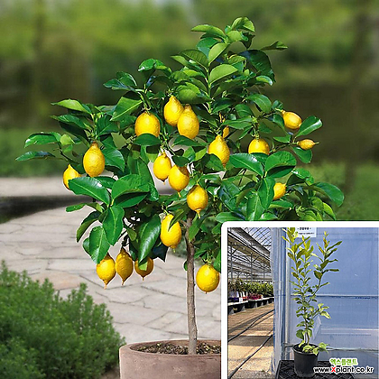 레몬나무 18cm포트 레몬 유실수 베란다 상록성