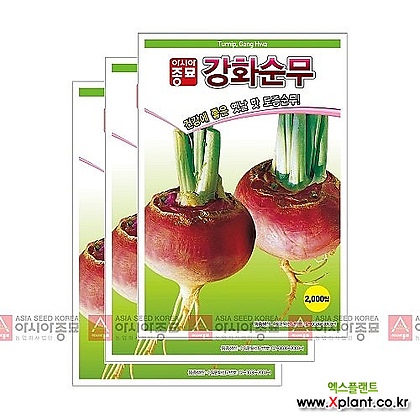 아시아종묘 채소씨앗 - 무씨앗 강화순무(2000립x3)