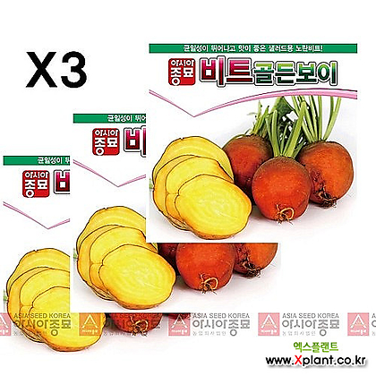 아시아종묘 채소씨앗 - 노란 비트씨앗 골든보이 비트(100립x3)