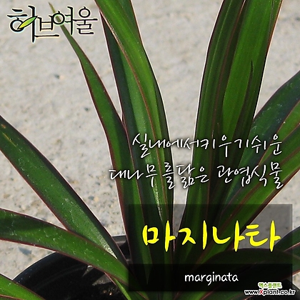 [허브여울공기정화] 마지나타 (키우기쉬운실내식물) 지름 9cm 소품 관엽화분