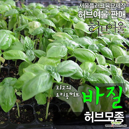 [허브여울모종] 바질모종 (식용허브) 2개 - 서울육묘생산 허브여울판매 정품모종