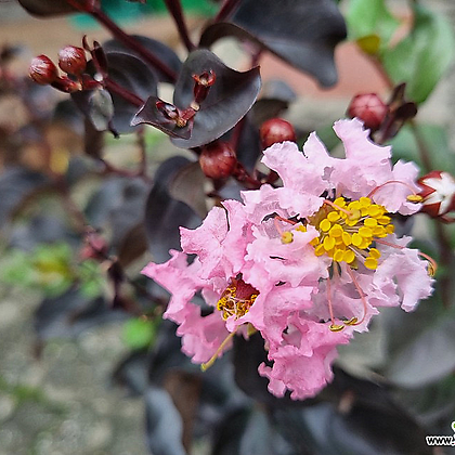 자엽목백일홍 배롱나무 꽃 색상랜덤