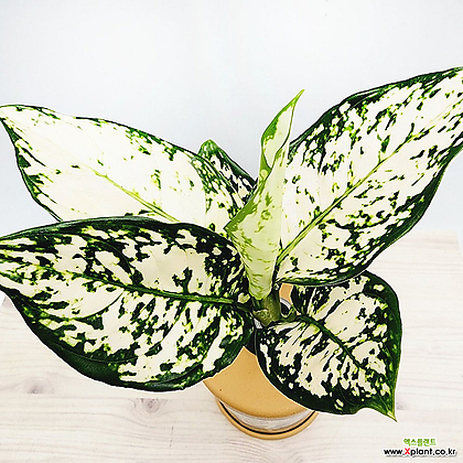 꽃나무드림 아글레오네마 화이트엔젤 수경재배 화분 인테리어식물 희귀 반려식물 무늬 엔젤식물