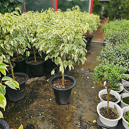식물공장 칼라벤자민 외목대 대품 공기정화식물 70-110cm 399