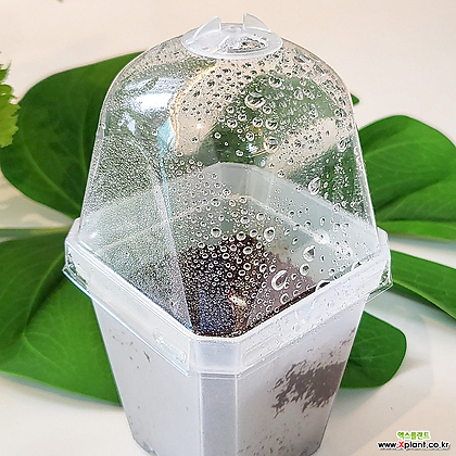 세경팜 투명 온실캡 삽목 상자 화분덮개 플라스틱 화분 뚜껑 씨앗키우기