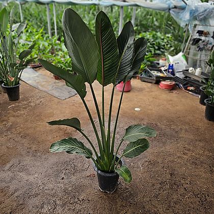 식물공장 꽃피는 극락조 레기니아 대품 110-150cm 299