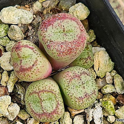onophytum ficiforme ssp (피시포르미)