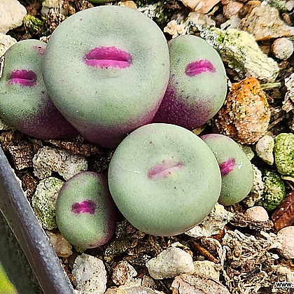 Conophytum pageae 1380b Conophytum - Xplant