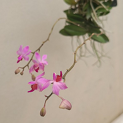 Phalaenopsis .Doritis pulcherrima var.dwarf......