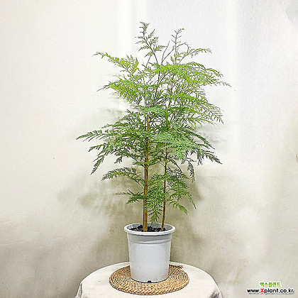 Grevillea robusta Air purification - Xplant