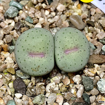 Conophytum stevens-jonesianum Conophytum - Xplant