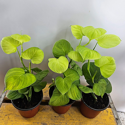 silver lady pothos Scindapsus Silver Lady 4"