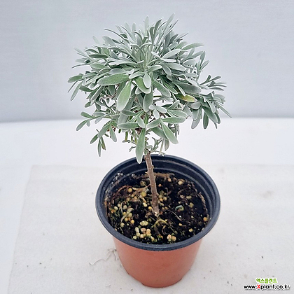 스노우트리 (아르테미시아 스텔레리아나(Artemisia stelleriana)