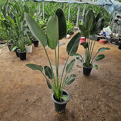 플랜츠영  공기정화식물  꽃피는 극락조 레기니아 대품 110-140cm 319