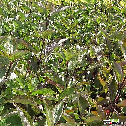 검은말채나무 케셀링기 120L포트 정원식물