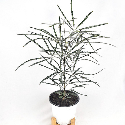 서비내 아랄리아 아라리오 (중품) 외목대 그늘에서잘자라는 감성식물 플랜테리어 공기정화식물