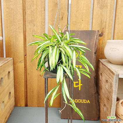 호야 켄티아나바라에가타 무늬와이티 행잉플랜트 에어플랜트 공중식물 희귀식물