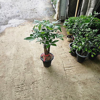 식물공장 파키라 대품 반려식물 미세먼지제거 80-110cm 349