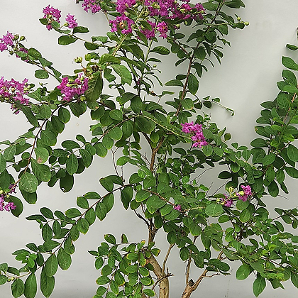 백일홍나무 분재 (동일품, 베롱나무, 90-100cm)