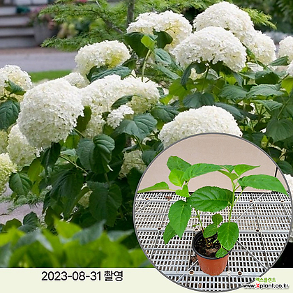 월동수국 스트롱아나벨 /10cm소품 정원수 조경수 꽃과정원이야기