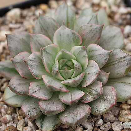 Echeveria Olivia Variegated - Xplant