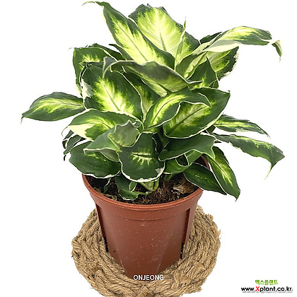 hanging metal planter Hanging Fake Plants in Black Metal Planter, Modern Faux Greenery Decor main image 1
