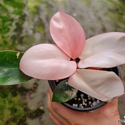 Philodendron tatei Congo Rojo Foliage - Xplant
