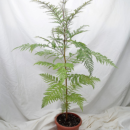 서비내 그레빌레아 Grevillea robusta 대품 그레빌리아 로브스타 플랜테리어 감성식물 공기정화식물