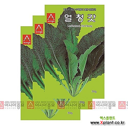 아시아종묘 채소씨앗 - 갓씨앗 얼청갓(30gx3)