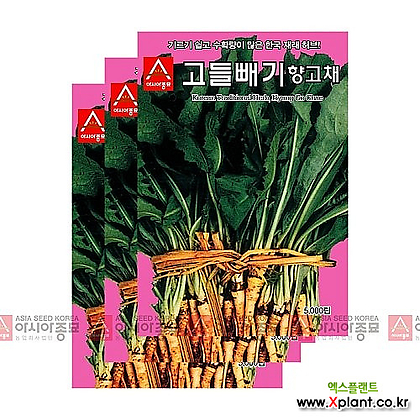 아시아종묘 채소씨앗 - 고들빼기(5000립x3)
