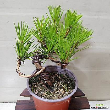 Pinus densiflora [] __140 Bonsai - Xplant