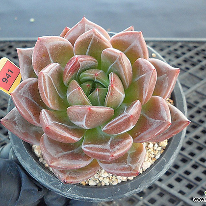 Echeveria Pink Champagne 9-941 Succulents - Xplant