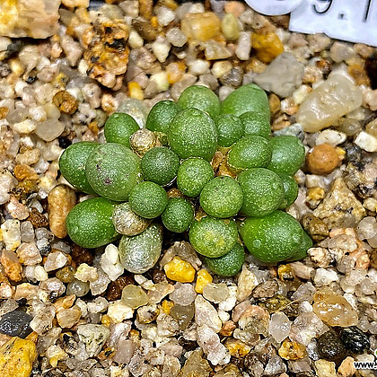 Conophytum ectypum Conophytum ectypum ssp. ignavum CR1384-30
