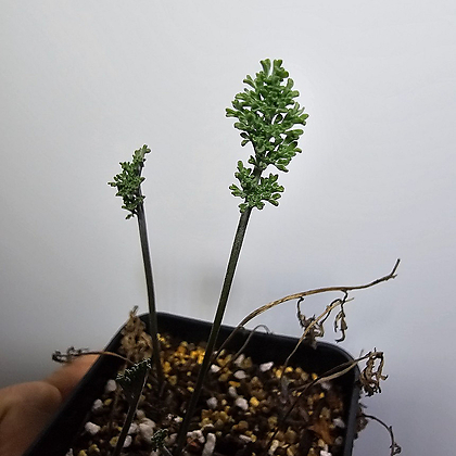 Pelargonium parviflorum 펠라고니움