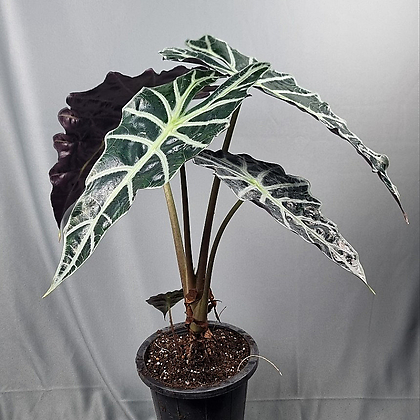 アロカシア 中型 植物 Alocasia 60cm 230913 空気浄化植物 - Xplant