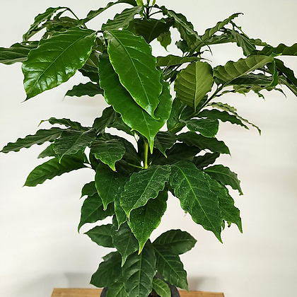 잎이 풍성한 커피나무(외목대) / 랜덤배송