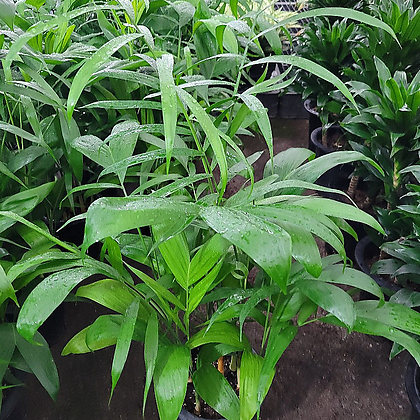 야자 세이브릿지야자 대나무야자 공기정화식물 인테리어식물 카페화분 엑스플랜트 엑플