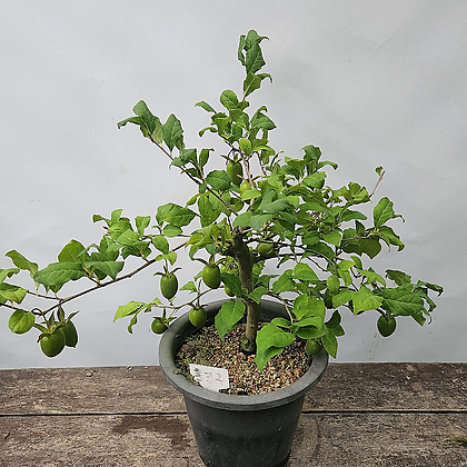 미니감나무(분재)(홍진주, 40-50cm)