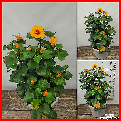 꽃과나무] 덴마크무궁화/하와이무궁화 (주황색꽃,60-70cm)