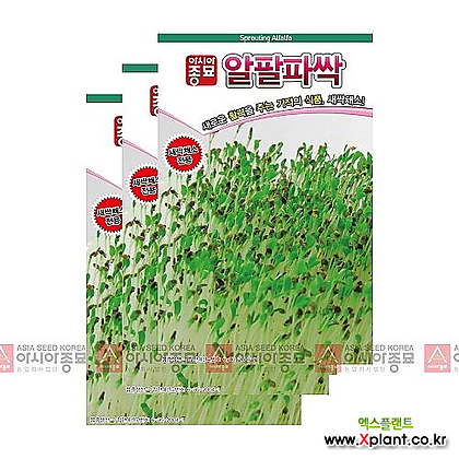 아시아종묘 채소씨앗 - 새싹씨앗 알팔파싹(30gx3) 새싹채소