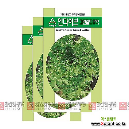 아시아종묘 채소씨앗 - 치커리씨앗 엔다이브-그린컬드루펙(1500립x3)