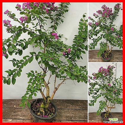꽃과나무] 백일홍나무 (베롱나무분재,90-100cm)