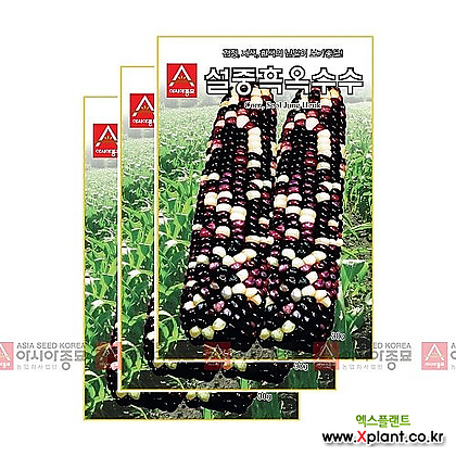 아시아종묘 채소씨앗 - 옥수수씨앗 설중흑(30gx3)